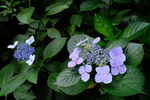 紫阳花