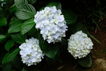 八仙花