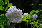 绣球花