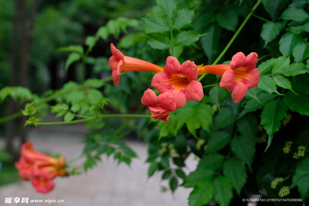 凌霄花