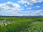 湿地公园