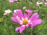 格桑花