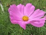 格桑花
