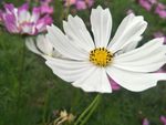 格桑花