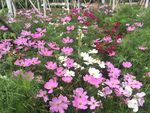 格桑花