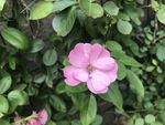 蔷薇