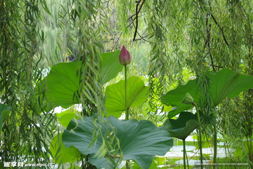 荷花