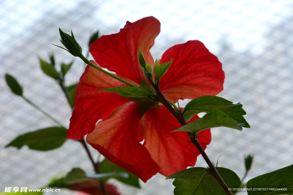 扶桑花
