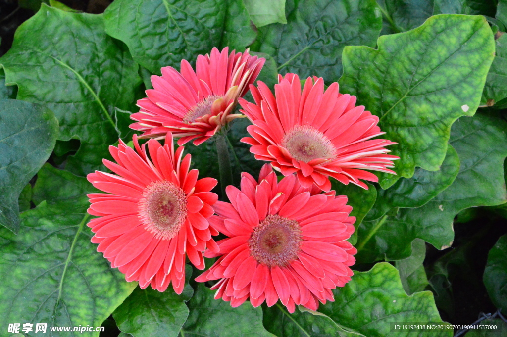 非洲菊
