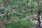 苹果