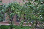 苹果