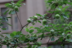 苹果