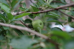 苹果