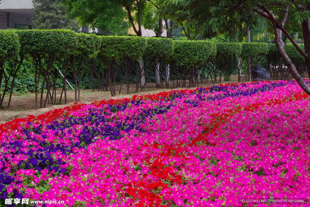 牵牛花