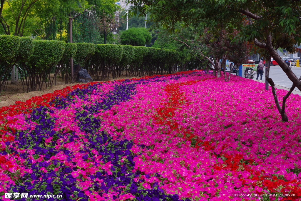 牵牛花