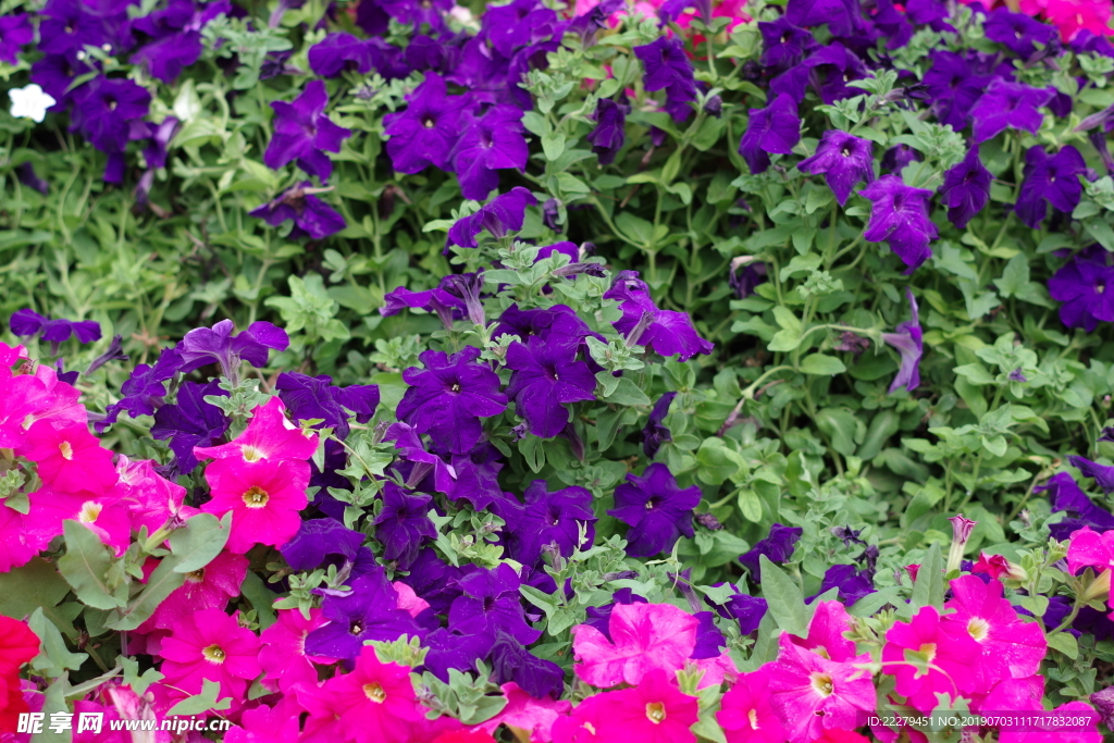 牵牛花