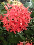 红色龙船花