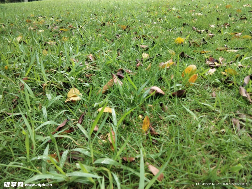 雨后的草坪