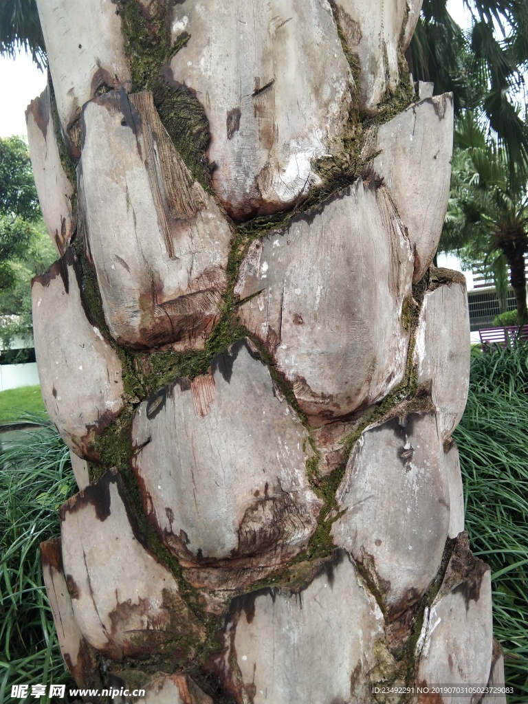 棕榈树皮