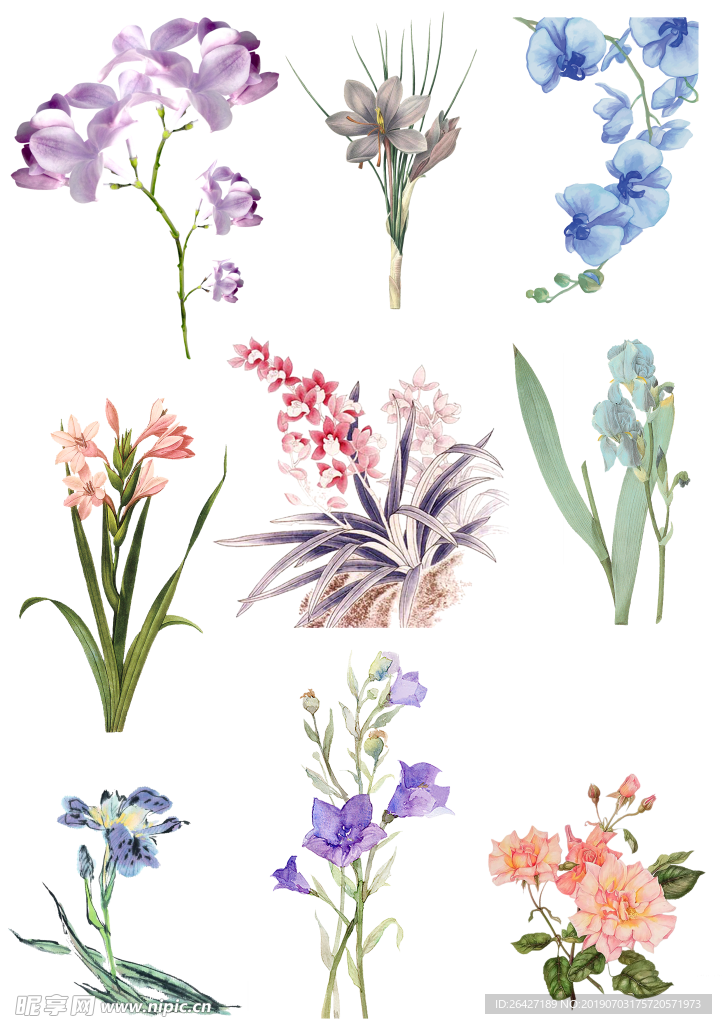 手绘花卉