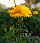 万寿菊 花园 花卉 美丽 黄色