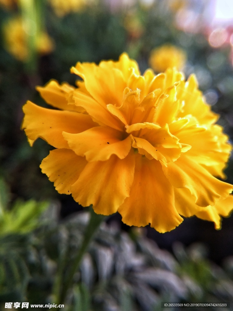 万寿菊 花园 花卉 美丽 黄色