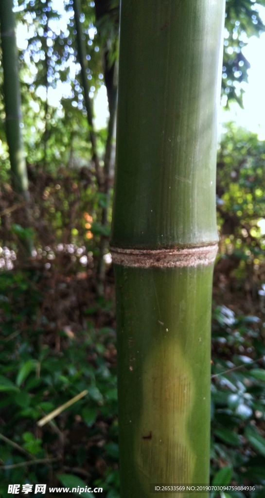 竹林图片 绿色竹子 素材 背景