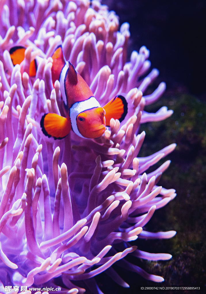 珊瑚 海底 鱼 海底世界