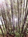 竹