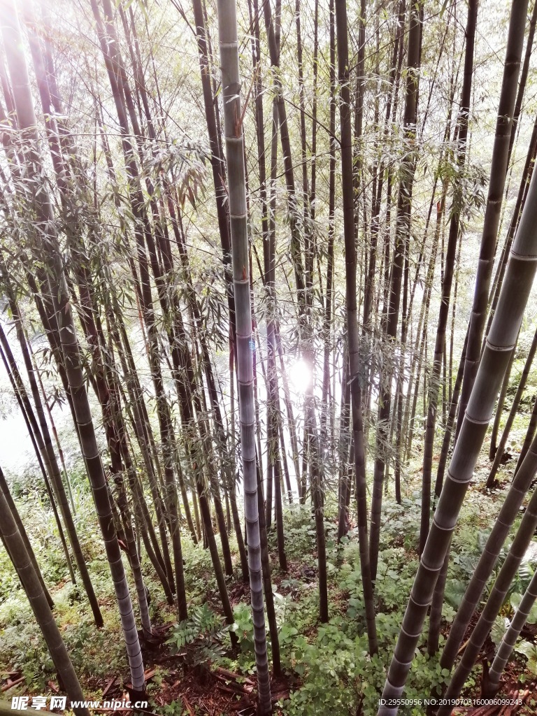竹