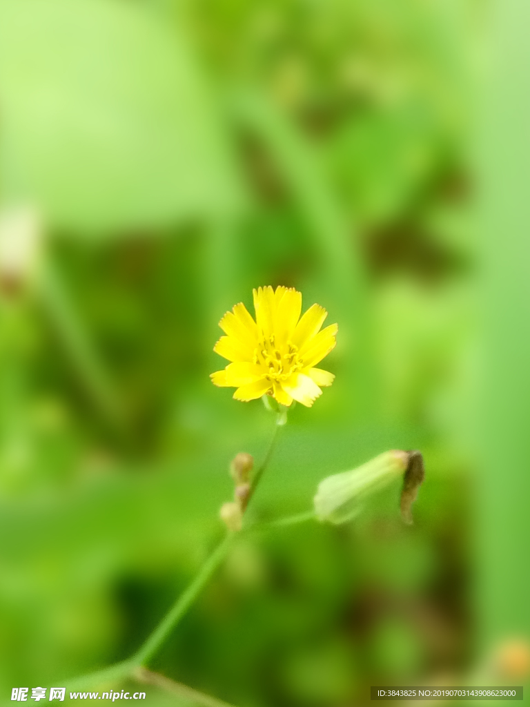 中华小苦荬