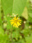 黄鹌菜