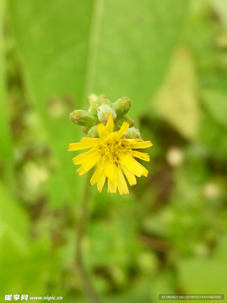 黄鹌菜