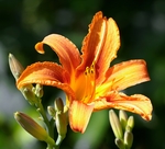 慢慢绽放的百合花