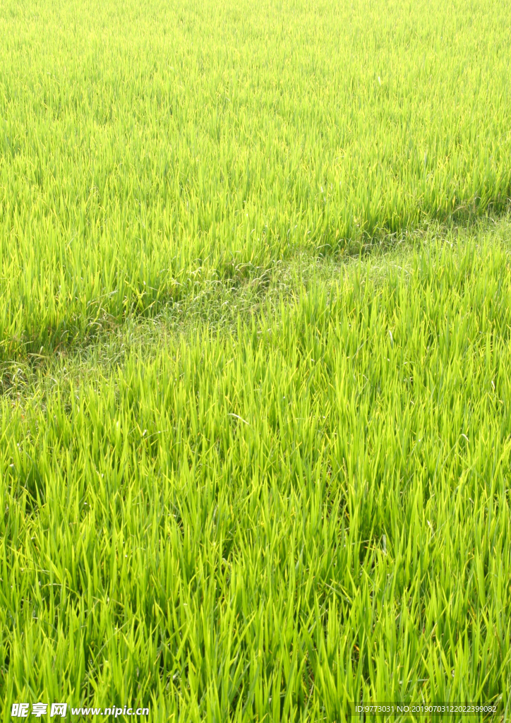 稻田