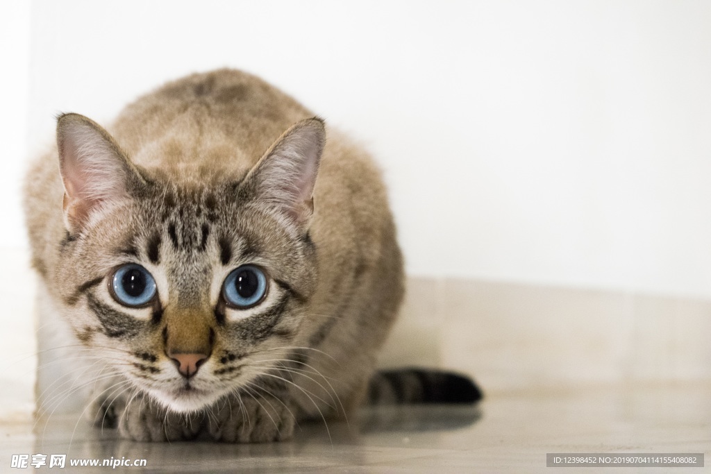 猫咪