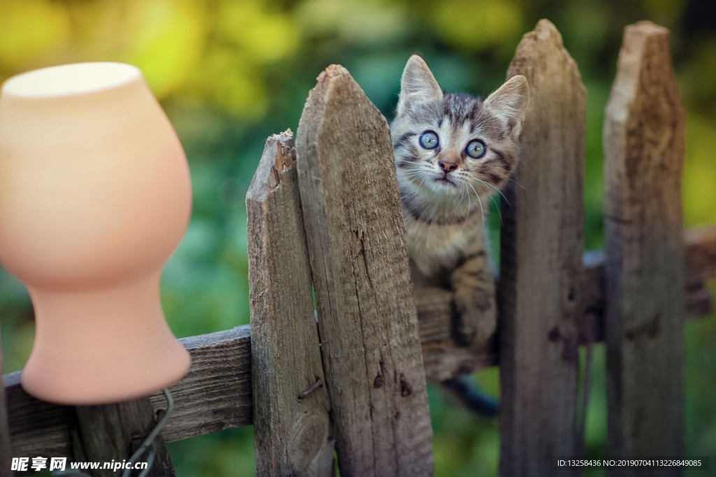 小花猫