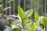 栀子花