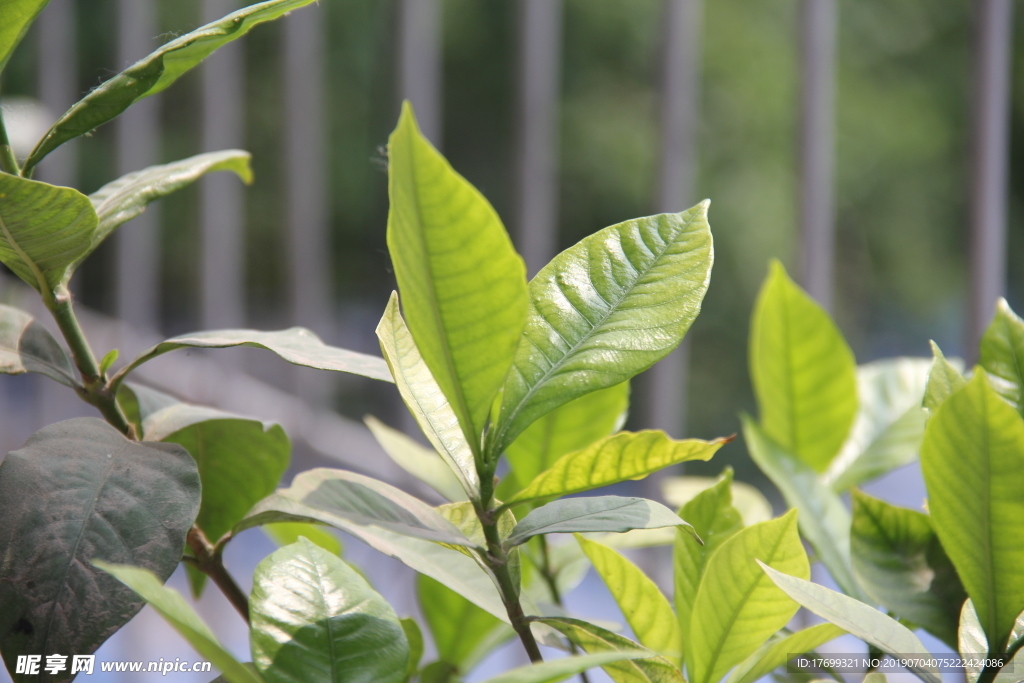 栀子花