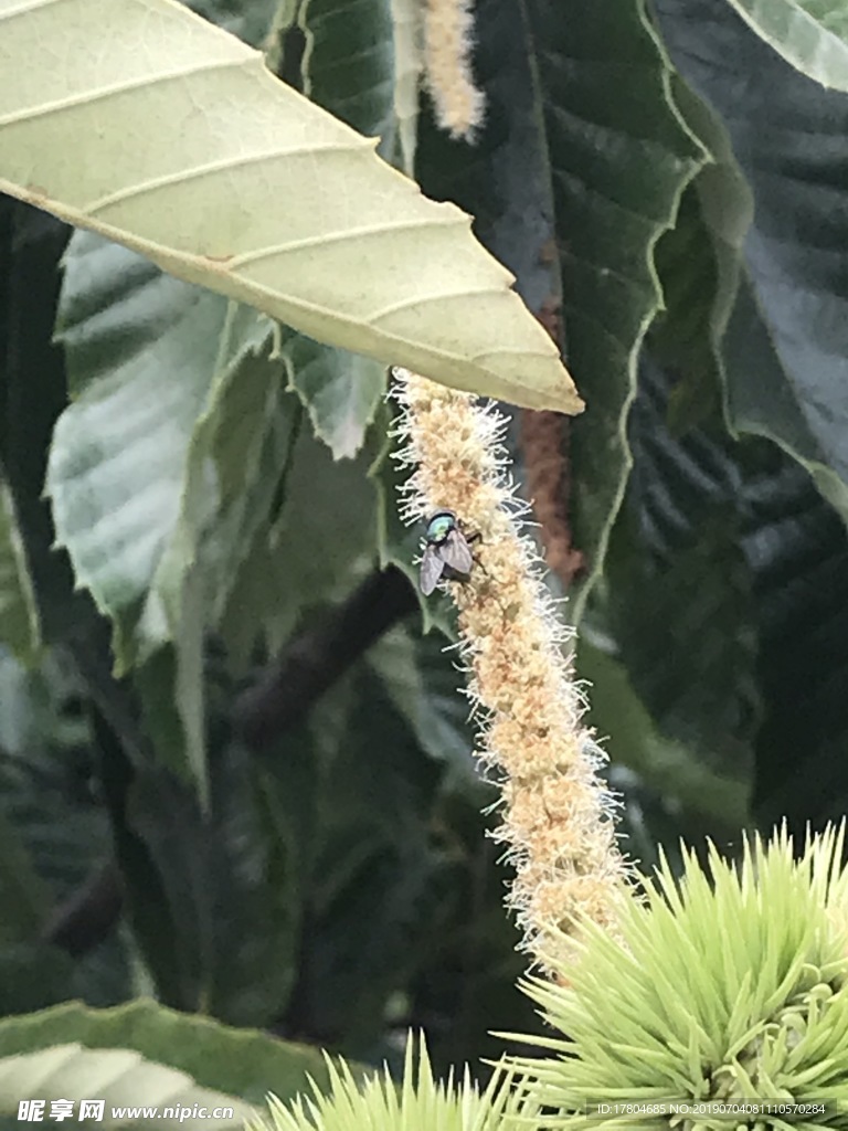 植物