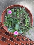 植物