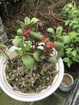 植物