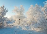 冬天白雪大树