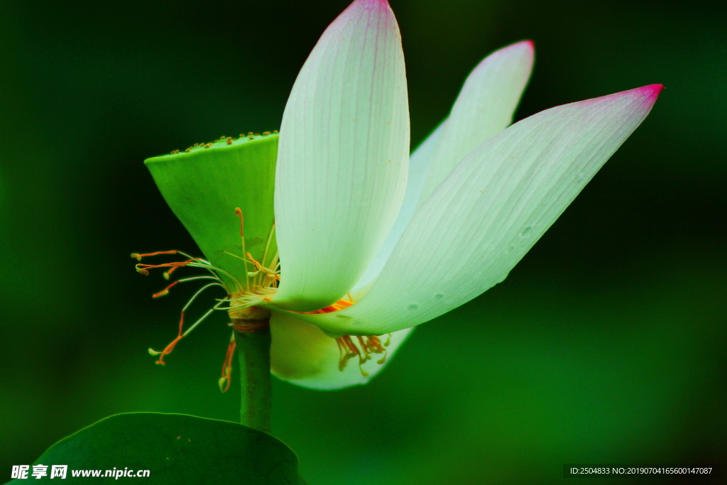 花瓣