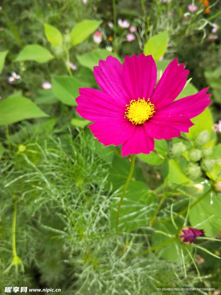 鲜花