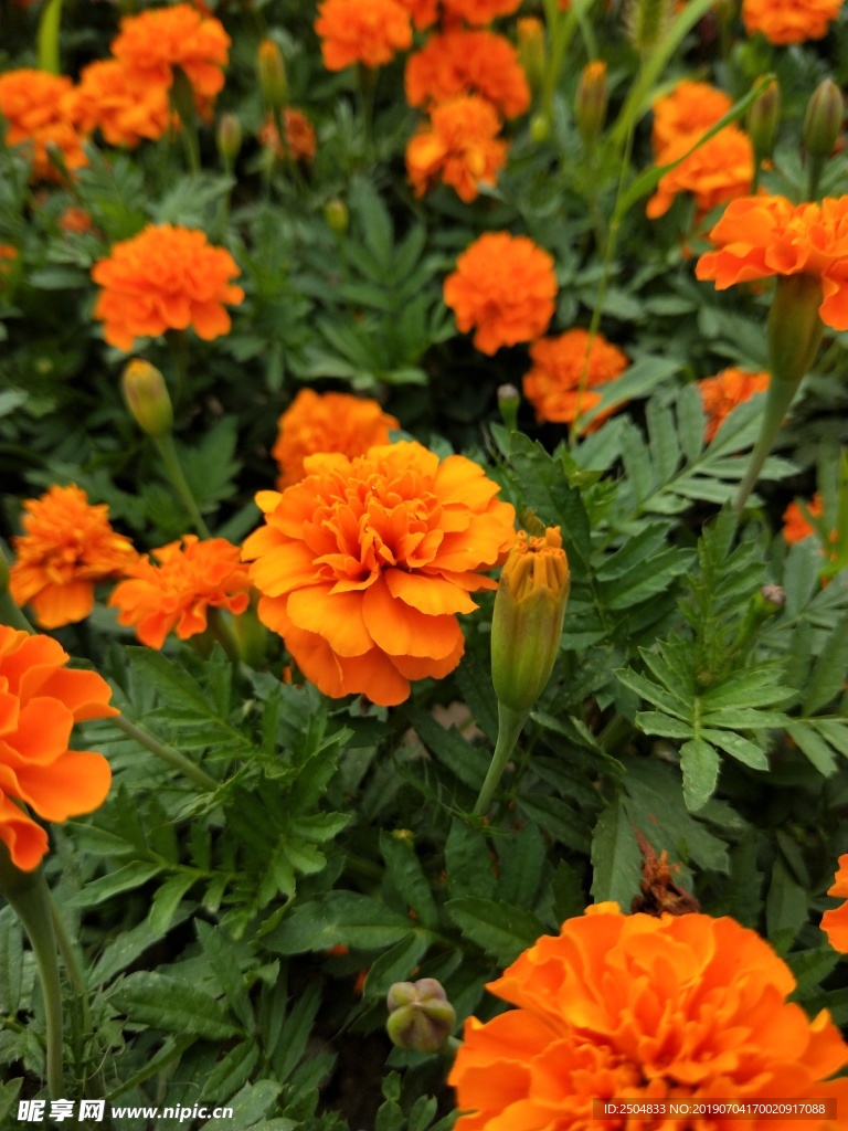 鲜花