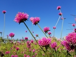 鲜花