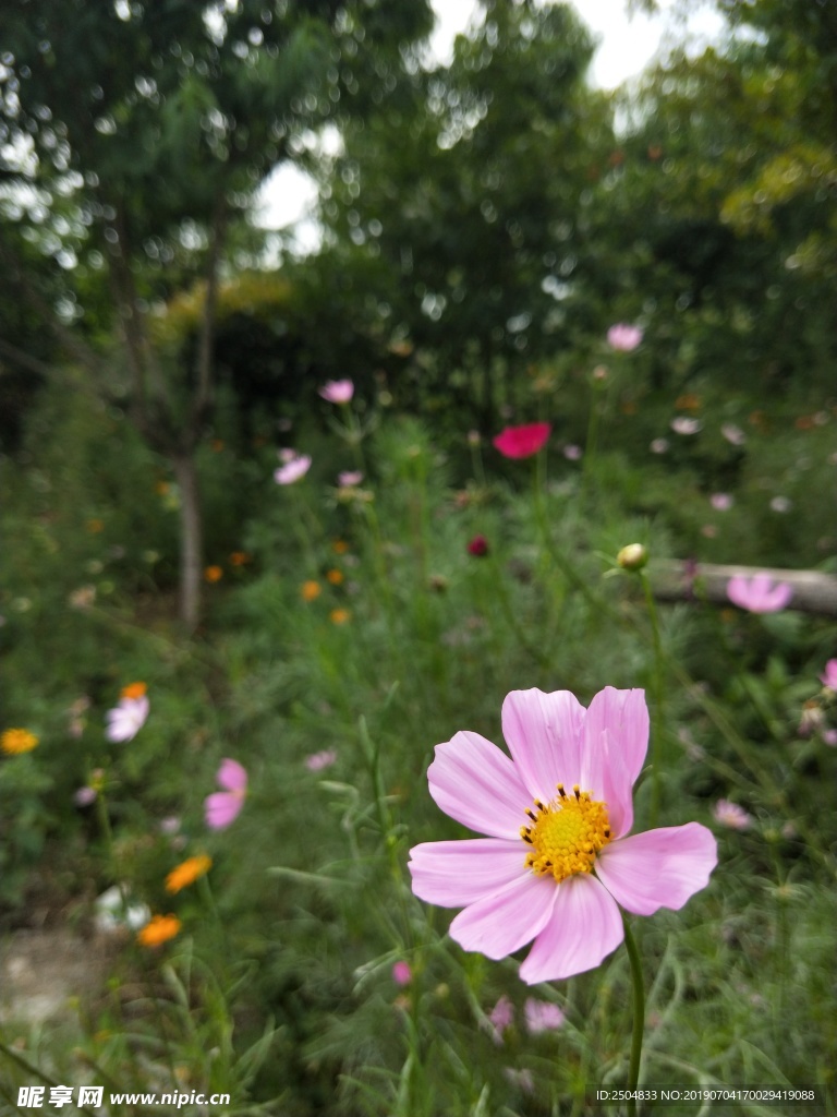 鲜花