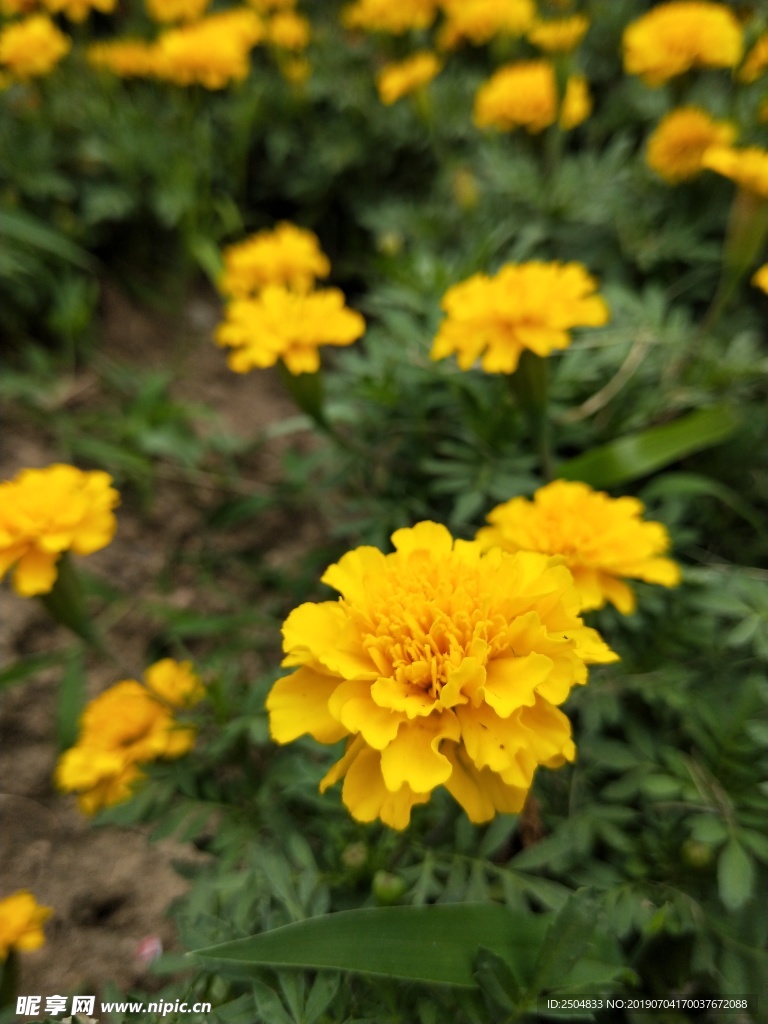 鲜花
