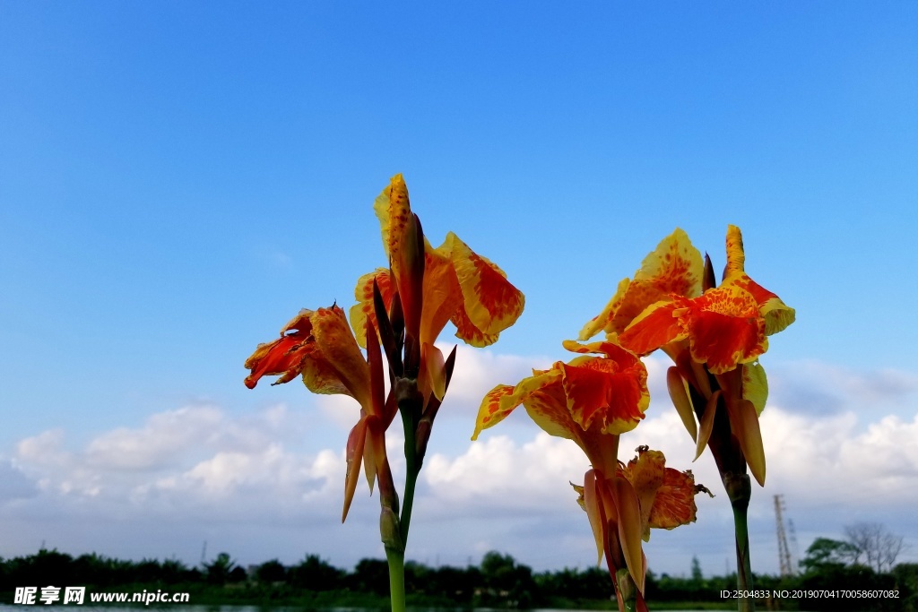花